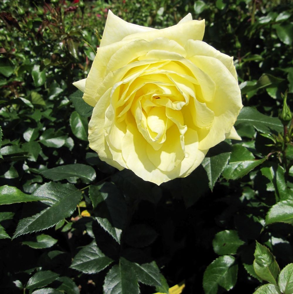Sárga teahibrid rózsa (Rosa 'Limona ®')