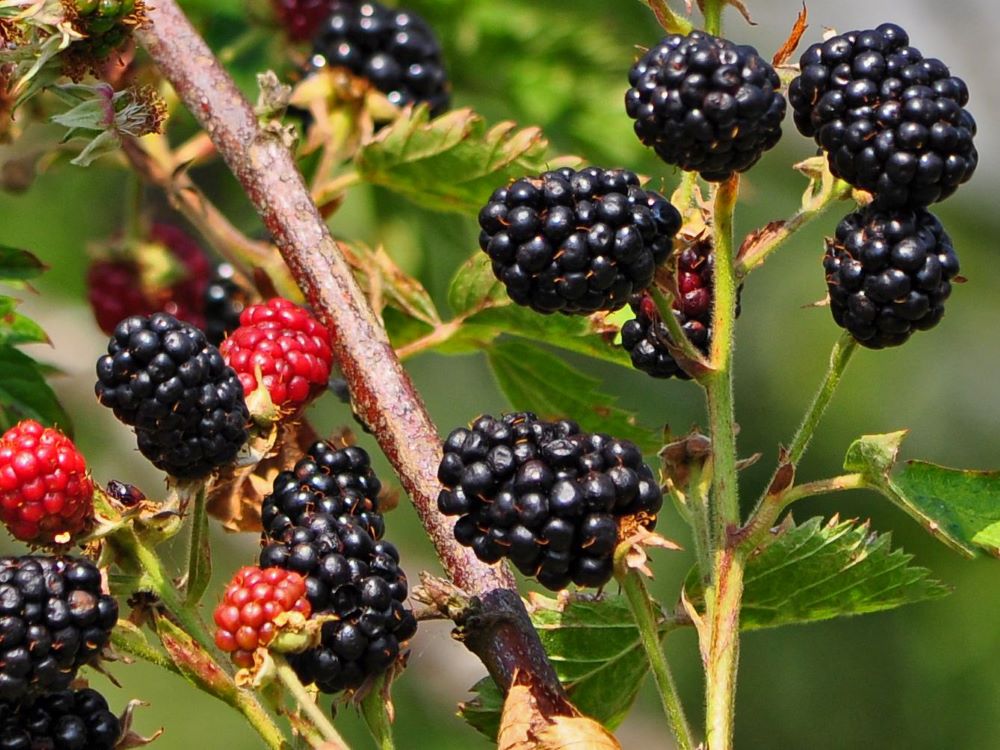 Tüskétlen fekete szeder (Rubus fruticosus 'Dirksen')