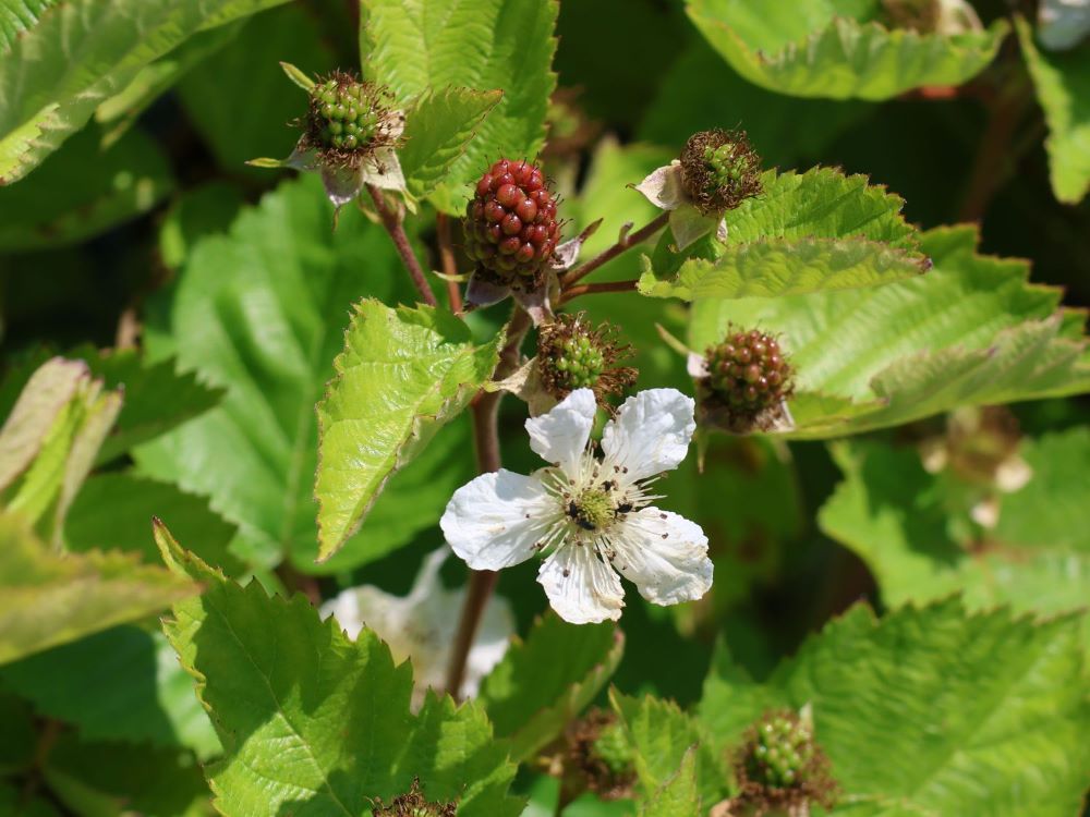 Tüskétlen fekete szeder (Rubus fruticosus 'Dirksen')