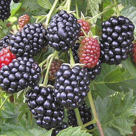 Tüskétlen fekete szeder (Rubus fruticosus 'Dirksen')