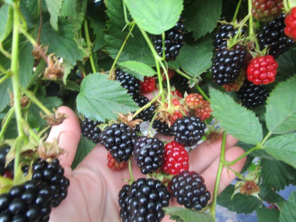 Tüskétlen fekete szeder (Rubus fruticosus 'Dirksen')