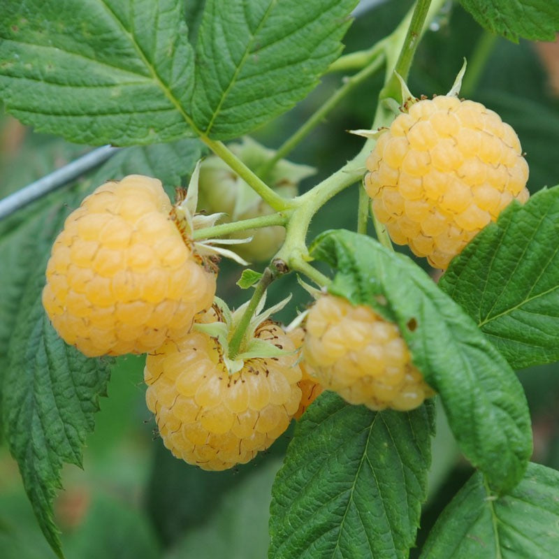 Málna, sárga (Rubus idaeus 'All Gold')