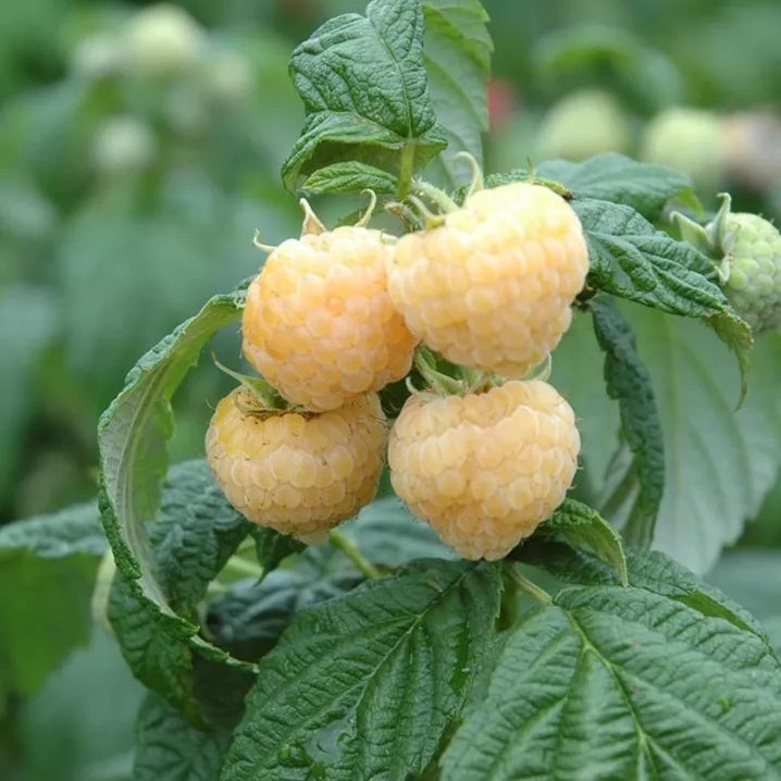Málna, sárga (Rubus idaeus 'All Gold')