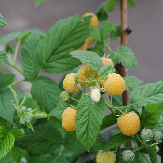 Málna, sárga (Rubus idaeus 'All Gold')