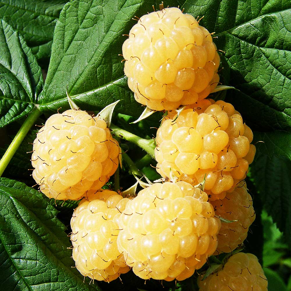 Málna, sárga (Rubus idaeus 'All Gold')