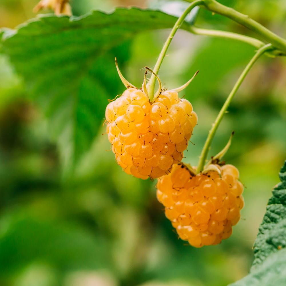 Málna, sárga (Rubus idaeus 'Alpengold')