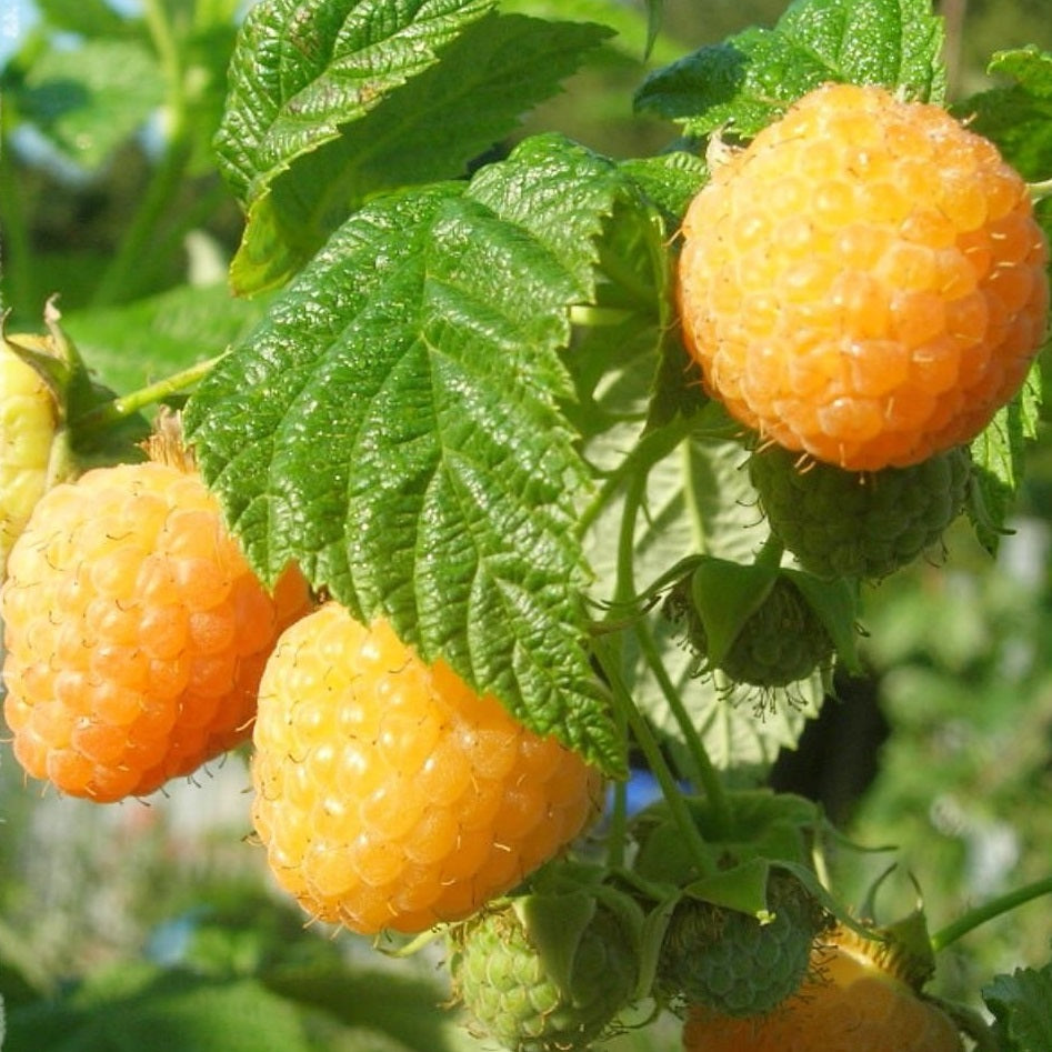 Málna, sárga (Rubus idaeus 'Alpengold')