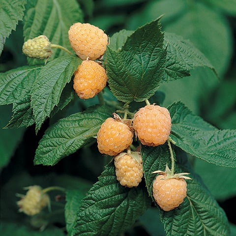 Málna, sárga (Rubus idaeus 'Alpengold')