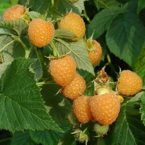 Málna, sárga (Rubus idaeus 'Alpengold')