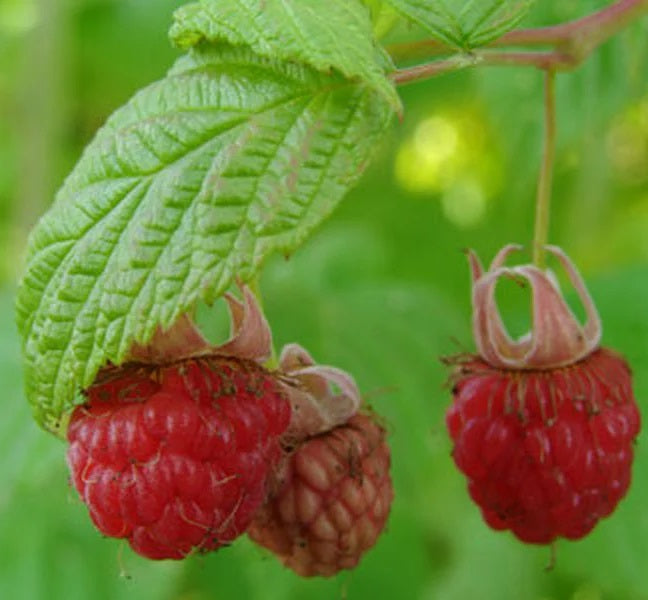 Málna (Rubus idaeus 'Malling Exploit')