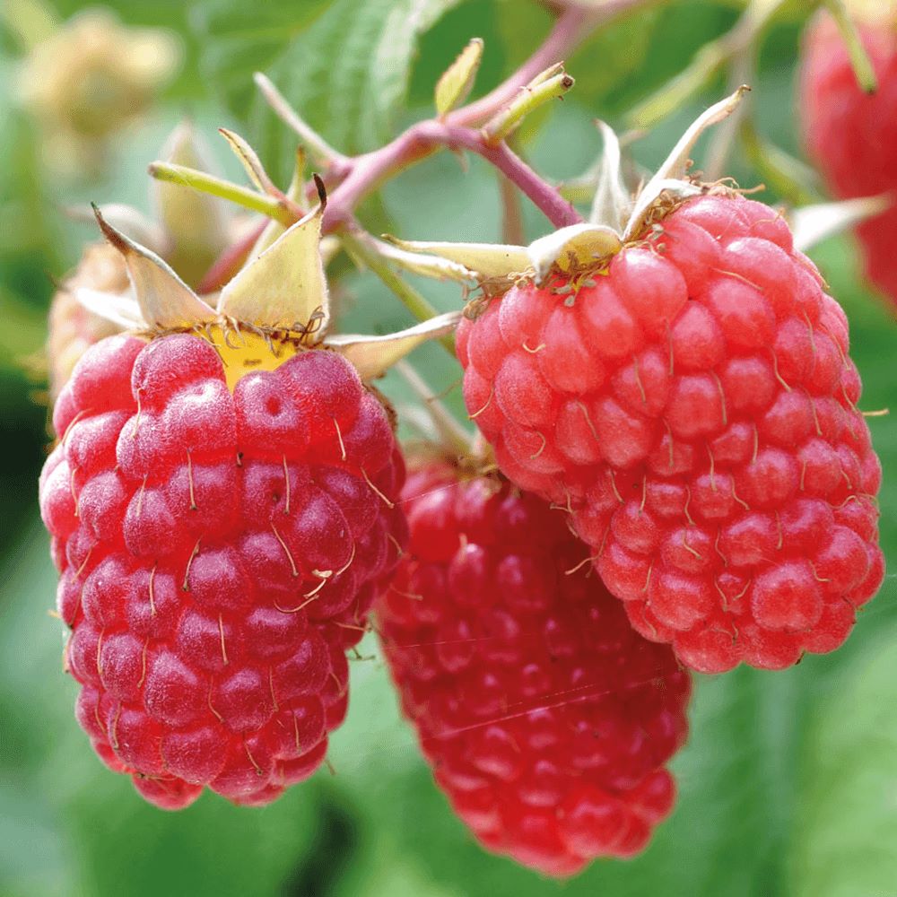 Málna (Rubus idaeus 'Malling Exploit')