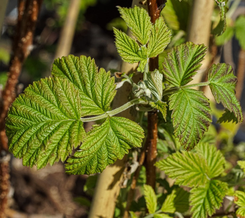 Málna (Rubus idaeus 'Malling Exploit')