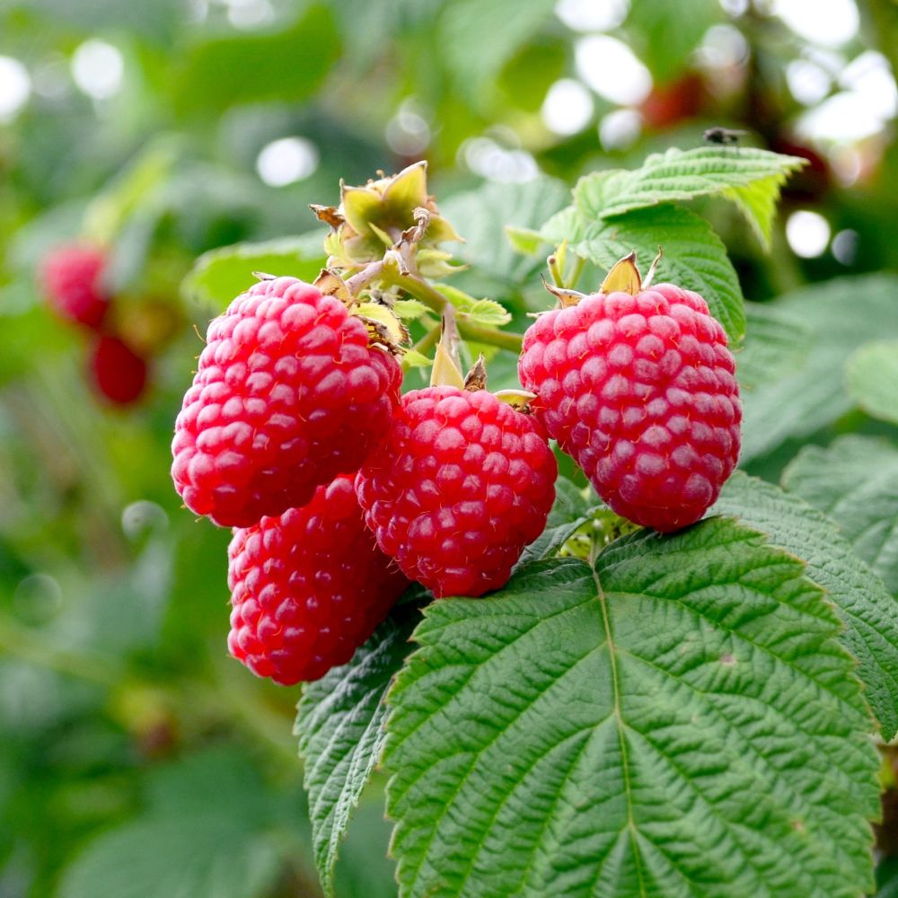 Málna (Rubus idaeus 'Meeker')