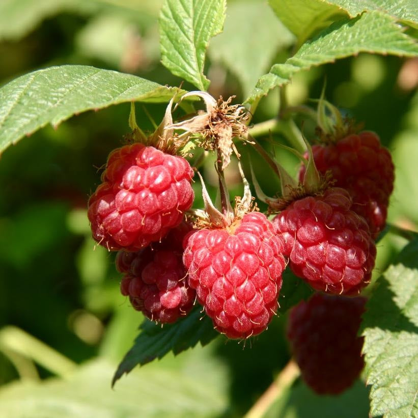 Málna (Rubus idaeus 'Meeker')
