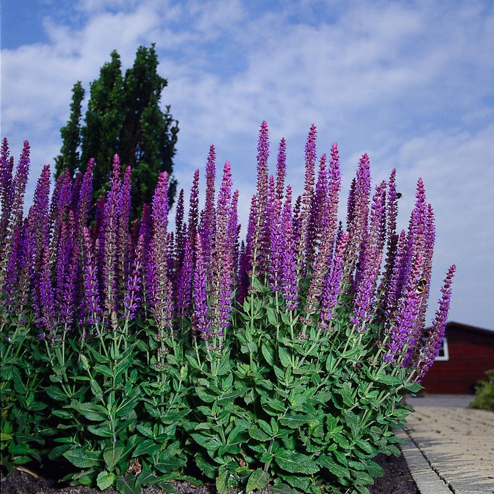 Ligeti zsálya (Salvia nemorosa 'Ostfriesland')