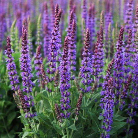 Ligeti zsálya (Salvia nemorosa 'Ostfriesland')