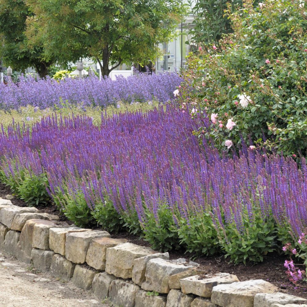Ligeti zsálya (Salvia nemorosa 'Ostfriesland')
