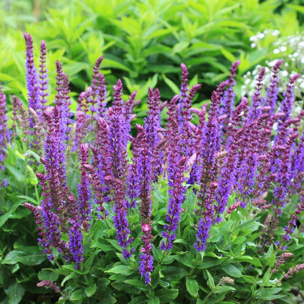 Ligeti zsálya (Salvia nemorosa 'Ostfriesland')