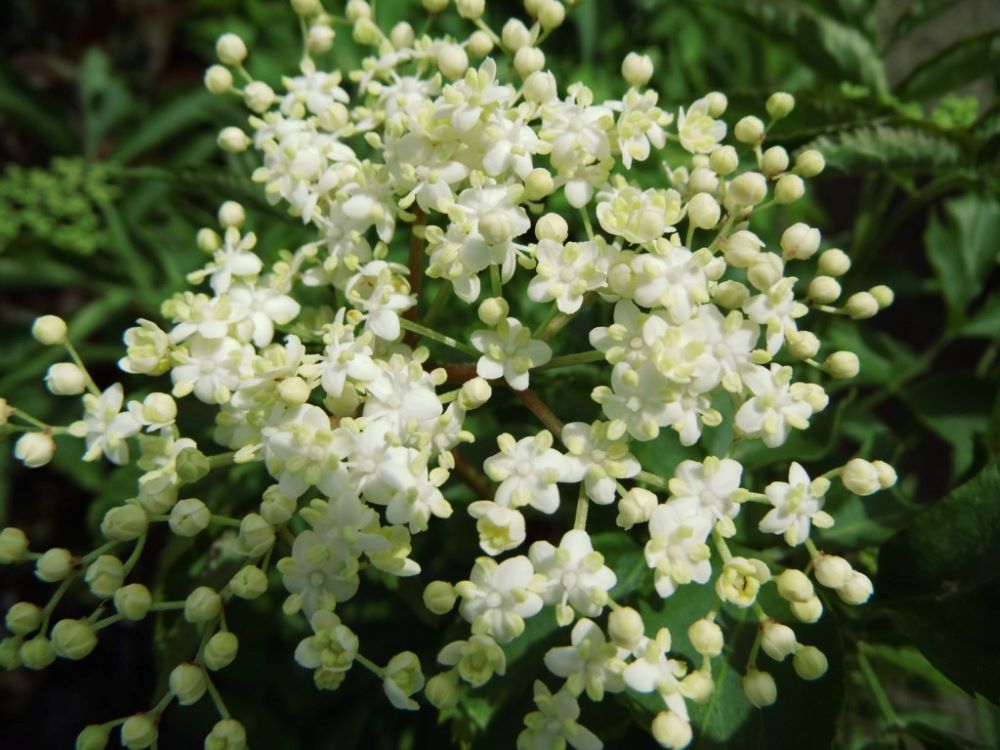 Bodza (Sambucus nigra 'Sampo')