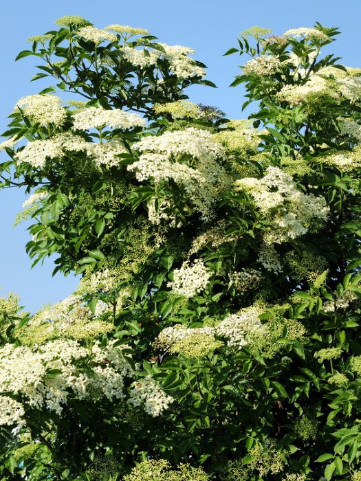Bodza (Sambucus nigra 'Sampo')