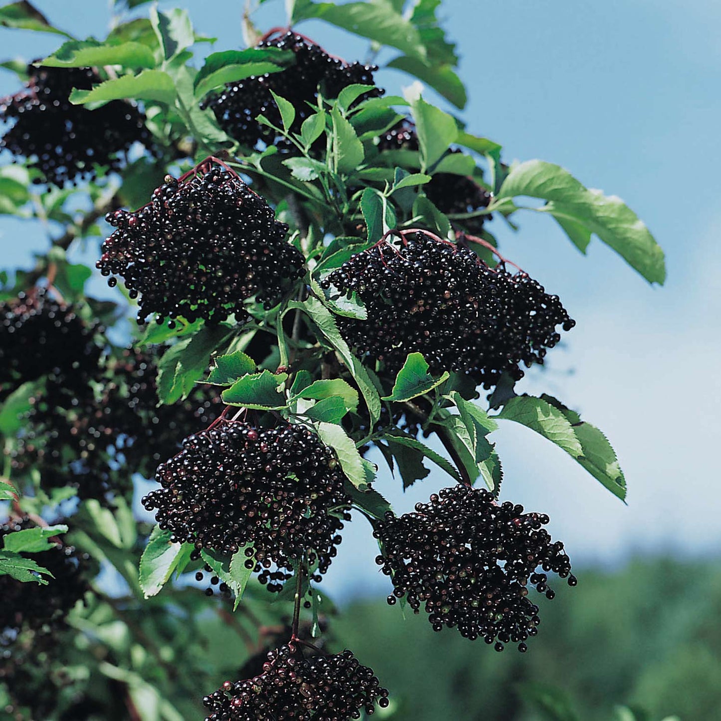 Bodza (Sambucus nigra 'Sampo')