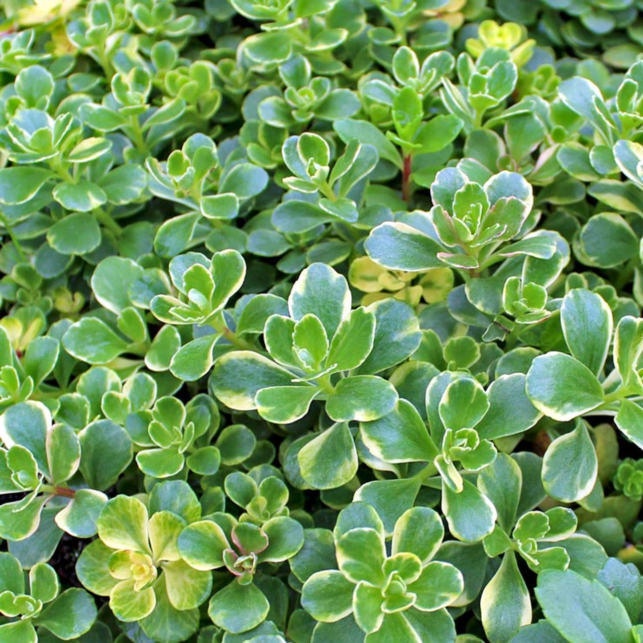 Kamtcsatkai varjúháj (Sedum kamtschaticum 'Variegatum')