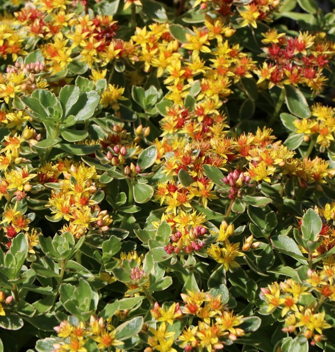 Kamtcsatkai varjúháj (Sedum kamtschaticum 'Variegatum')
