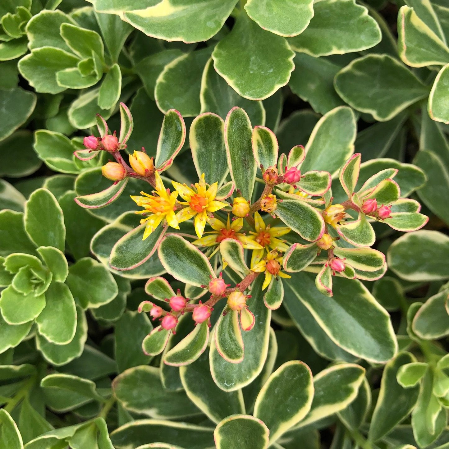 Kamtcsatkai varjúháj (Sedum kamtschaticum 'Variegatum')
