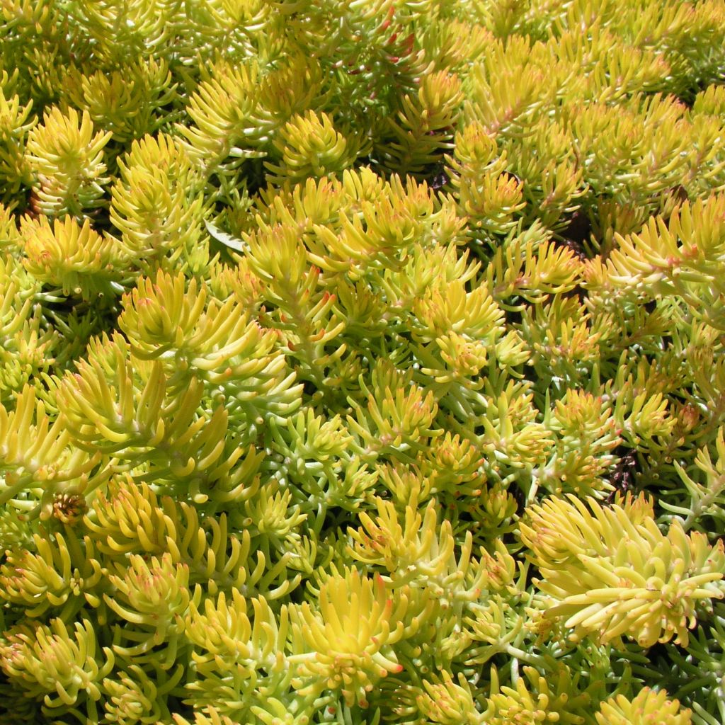 Kövi varjúháj (Sedum reflexum 'Angelina')