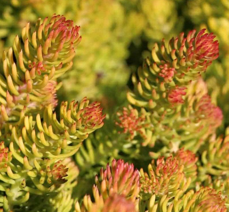 Kövi varjúháj (Sedum reflexum 'Angelina')