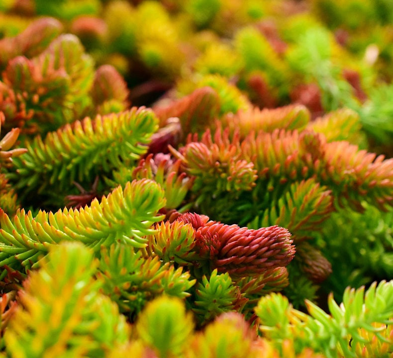 Kövi varjúháj (Sedum reflexum 'Angelina')