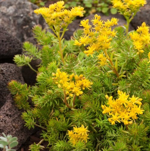 Kövi varjúháj (Sedum reflexum 'Angelina')