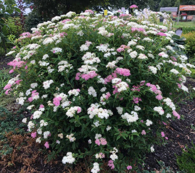 Japán gyöngyvessző (Spiraea japonica 'Genpei')