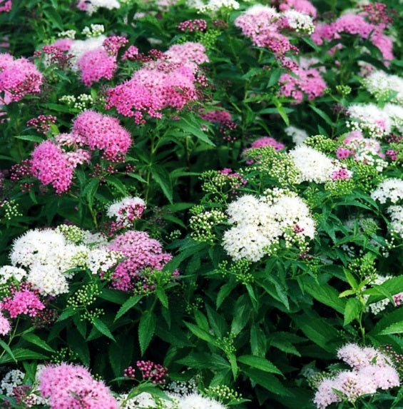 Japán gyöngyvessző (Spiraea japonica 'Genpei')