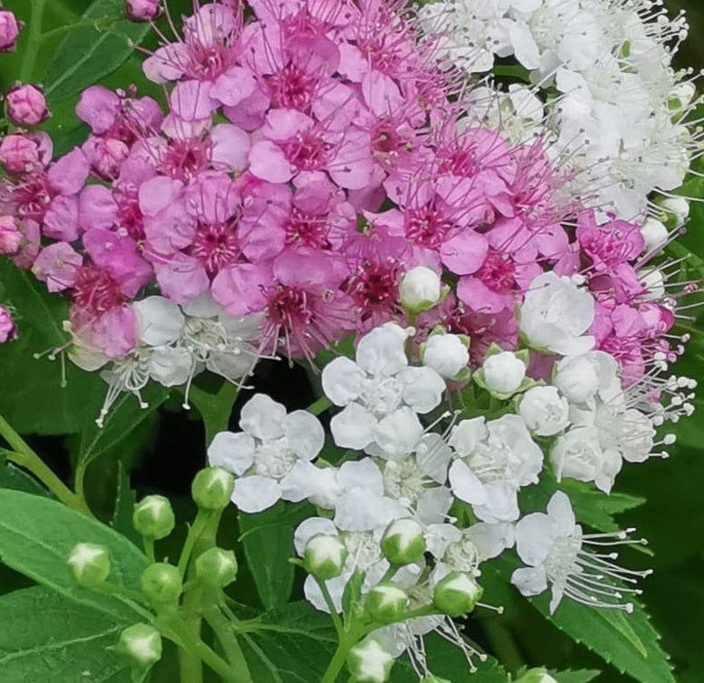 Japán gyöngyvessző (Spiraea japonica 'Genpei')
