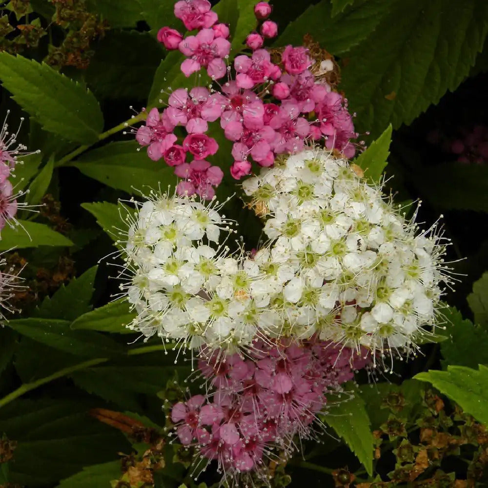 Japán gyöngyvessző (Spiraea japonica 'Genpei')