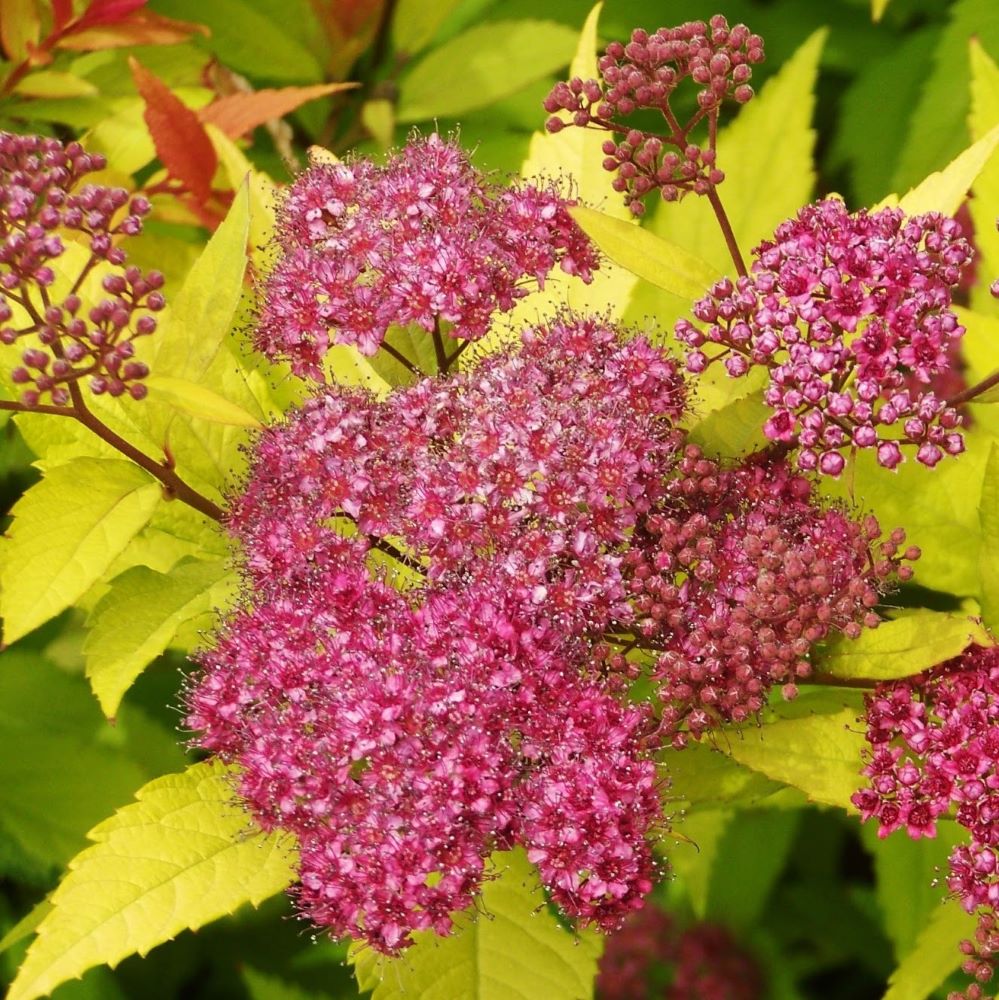 Japán gyöngyvessző (Spiraea japonica 'Goldflame')