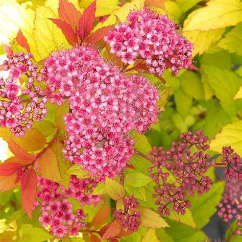 Japán gyöngyvessző (Spiraea japonica 'Goldflame')