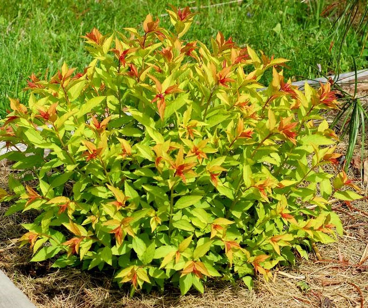 Japán gyöngyvessző (Spiraea japonica 'Goldflame')