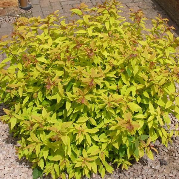 Japán gyöngyvessző (Spiraea japonica 'Goldflame')