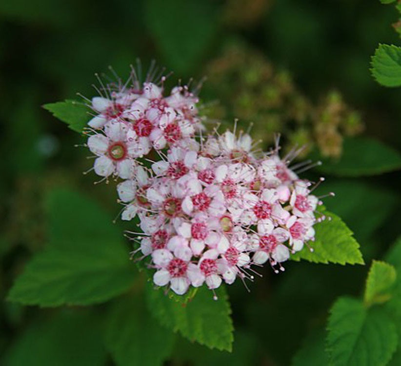 Japán gyöngyvessző (Spiraea japonica 'Little Princess')