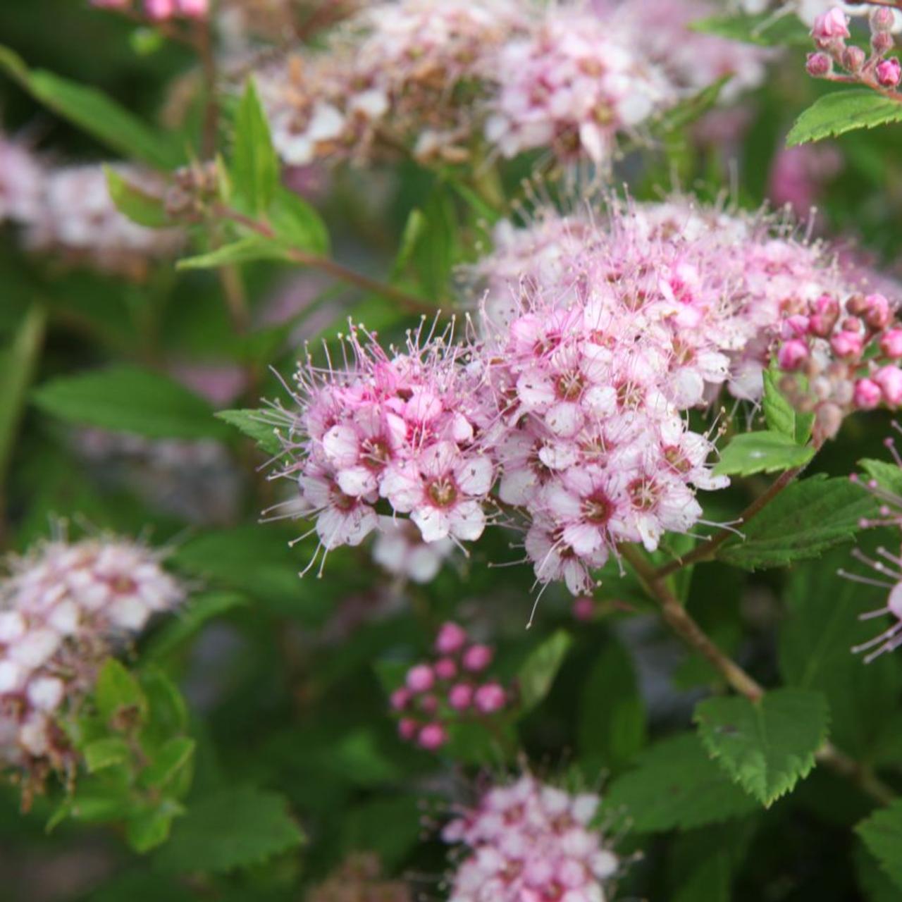 Japán gyöngyvessző (Spiraea japonica 'Little Princess')