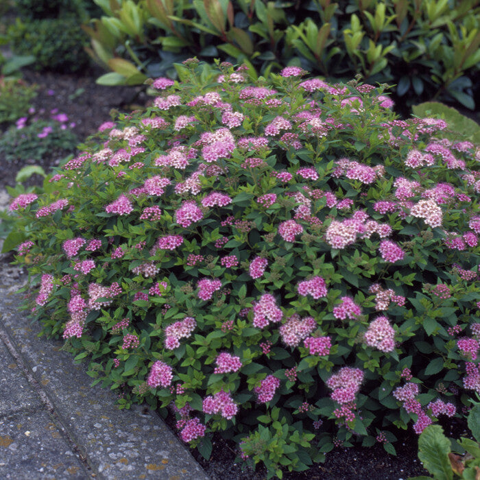 Japán gyöngyvessző (Spiraea japonica 'Little Princess')