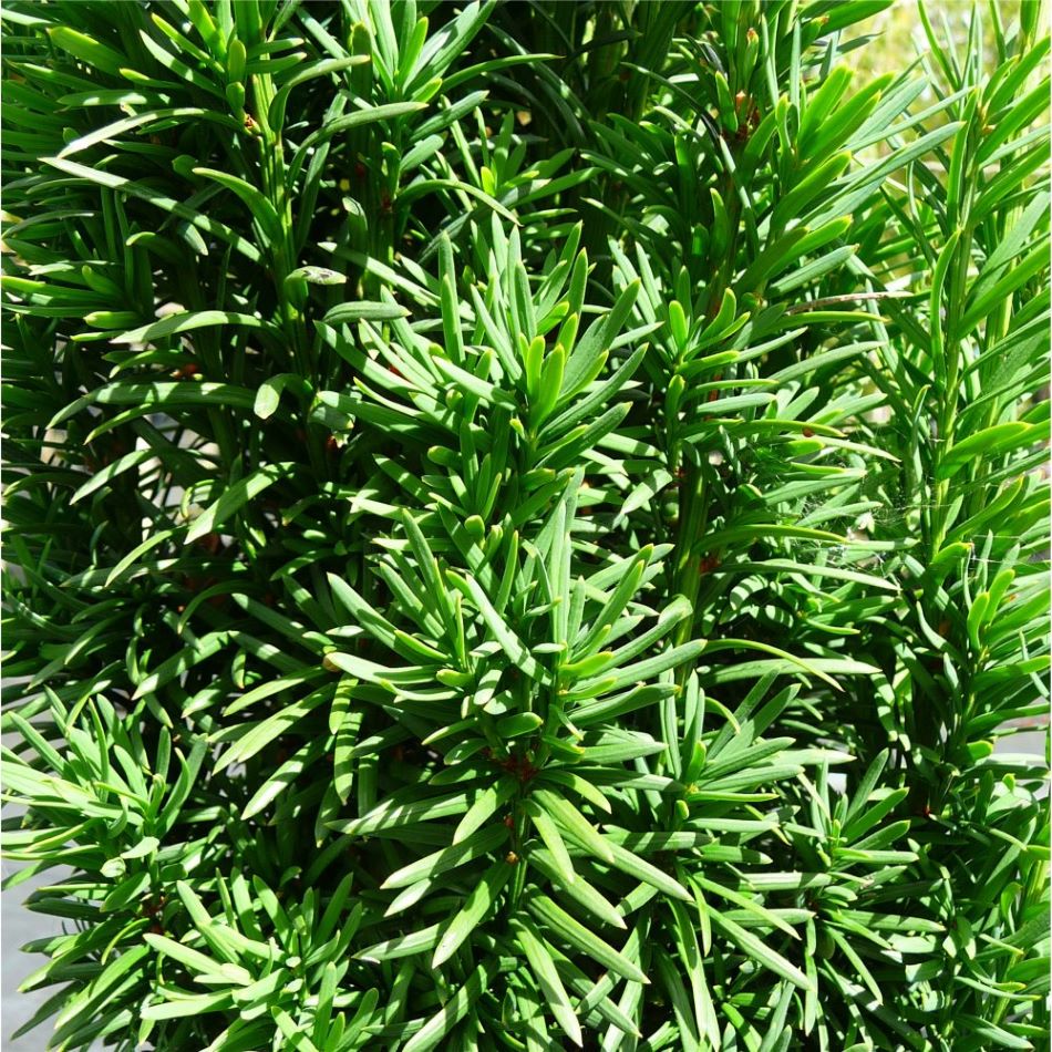 Tiszafa, porzós (Taxus baccata 'Sövény')