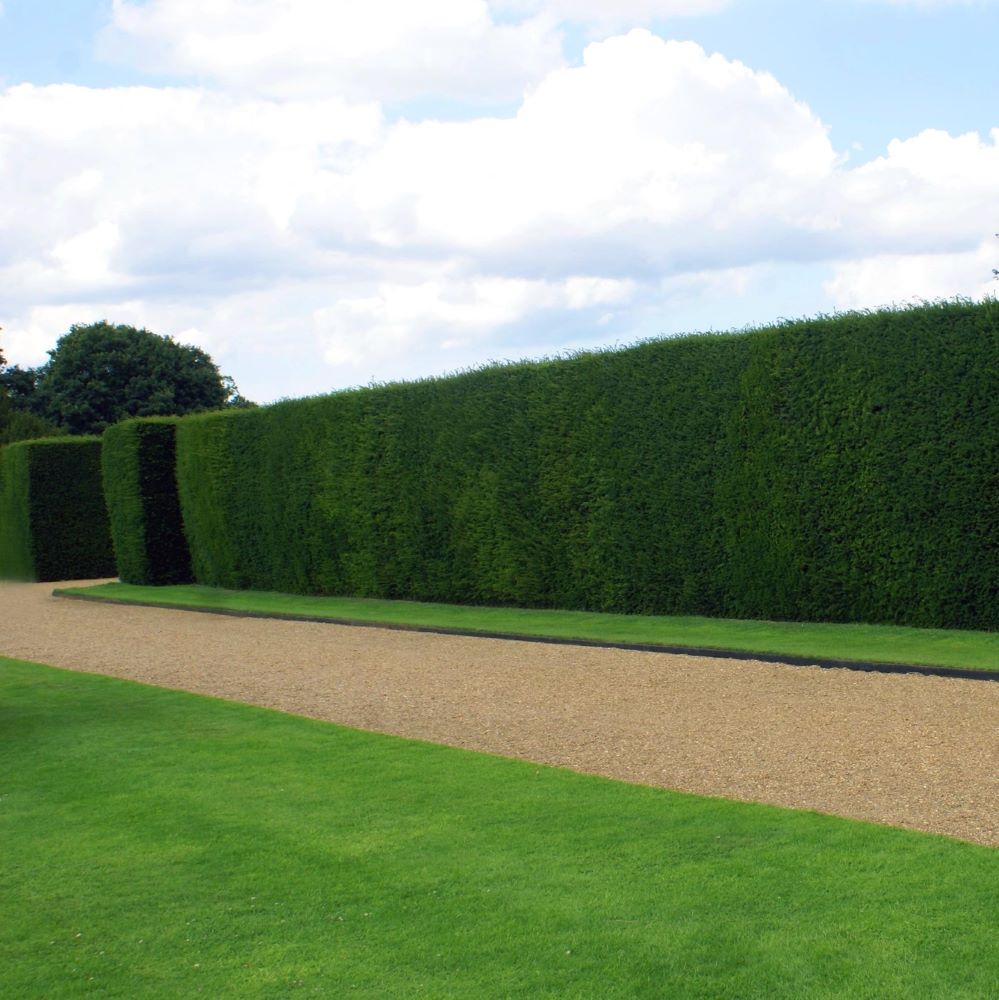 Tiszafa, porzós (Taxus baccata 'Sövény')
