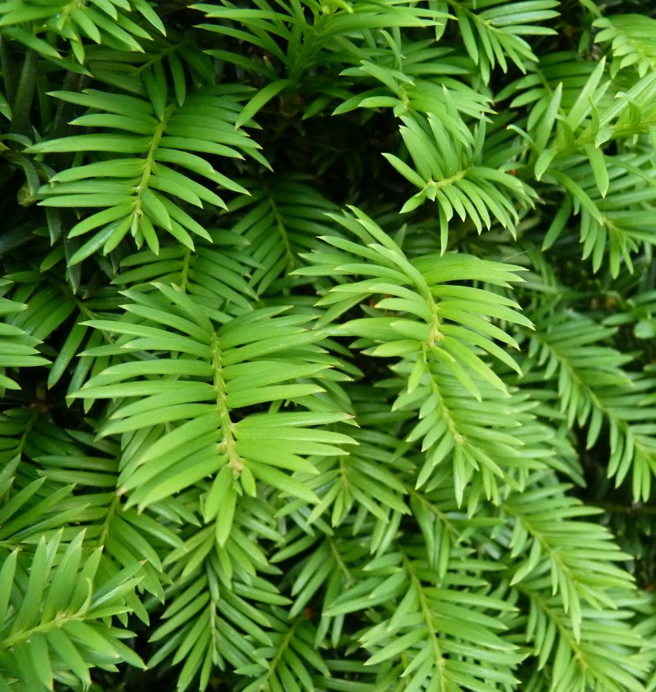 Tiszafa, porzós (Taxus baccata 'Sövény')