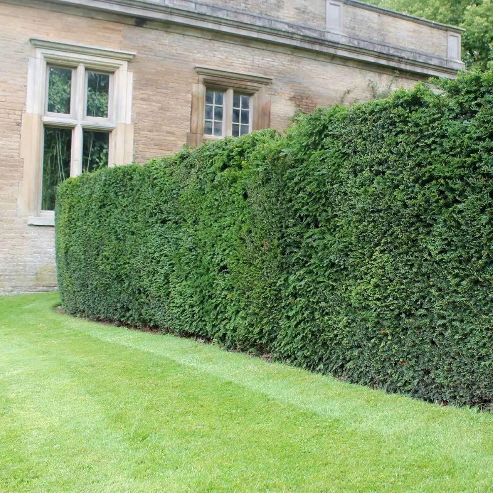 Tiszafa, porzós (Taxus baccata 'Sövény')