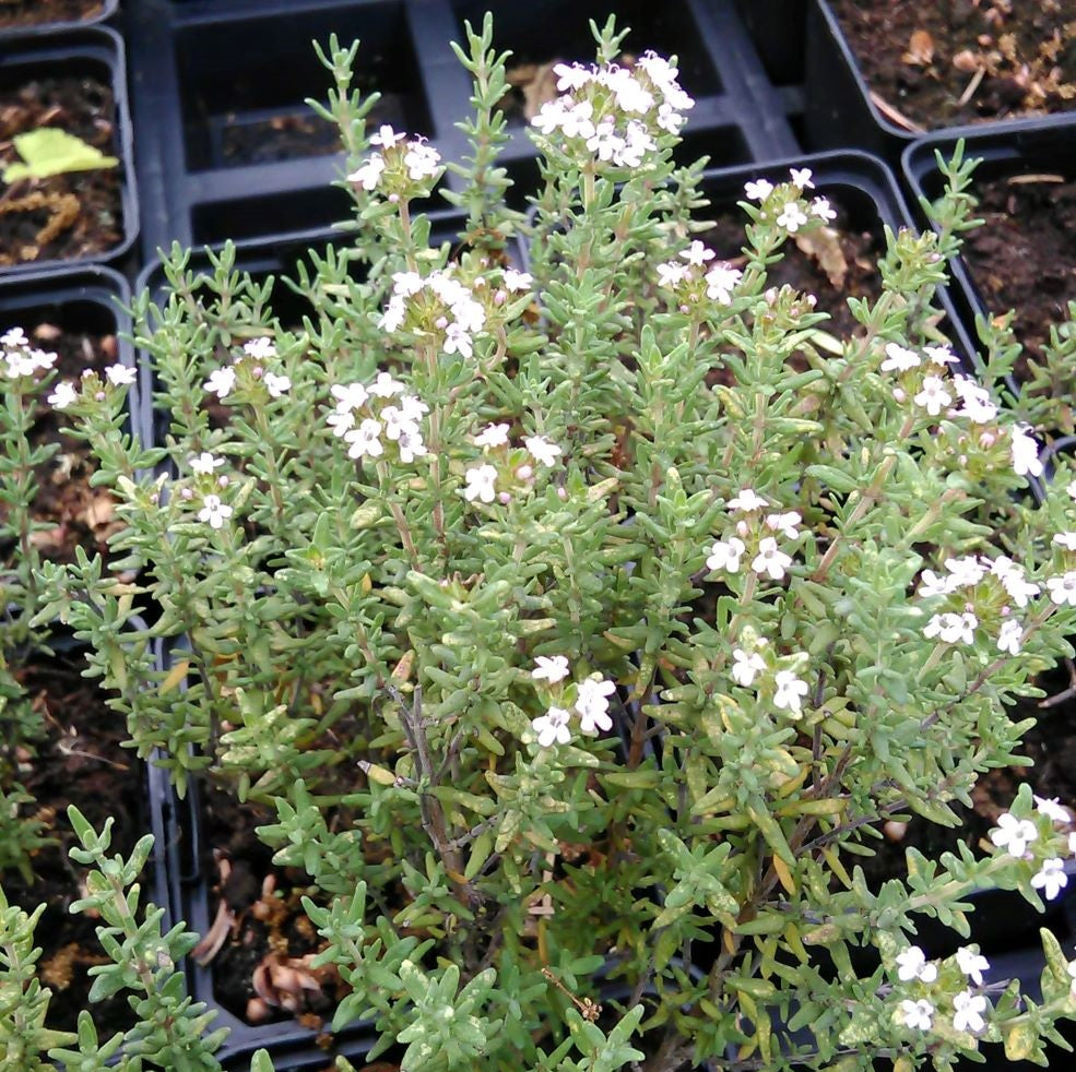 Kakukkfű (Thymus vulgaris)