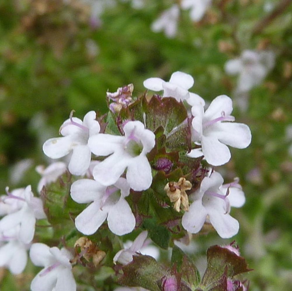 Kakukkfű (Thymus vulgaris)
