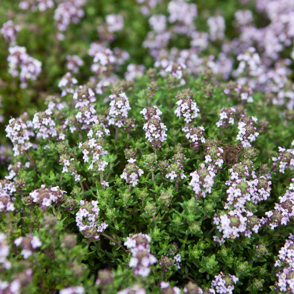 Kakukkfű (Thymus vulgaris)